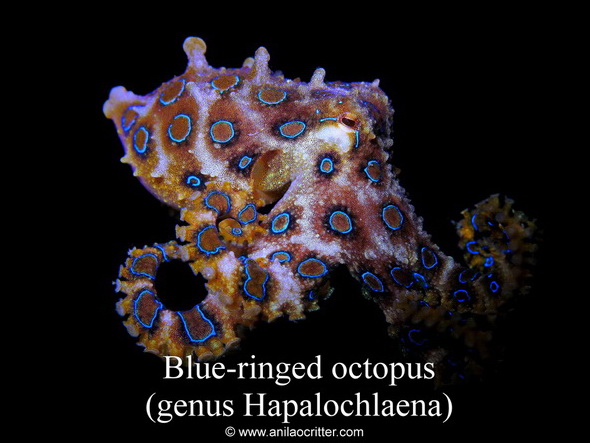 Blue ring octopus for sale sales